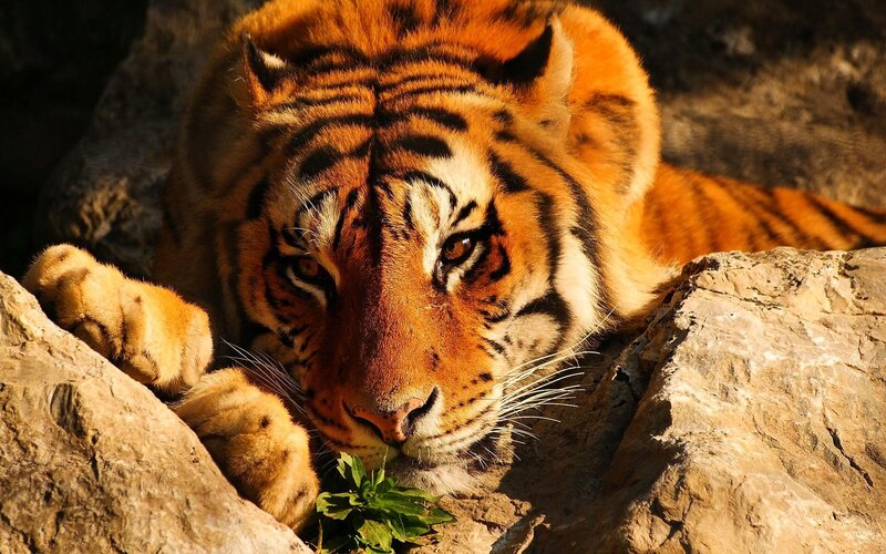 Tiger Resting on Rocks — Orange, Calm, Afternoon, Photograph