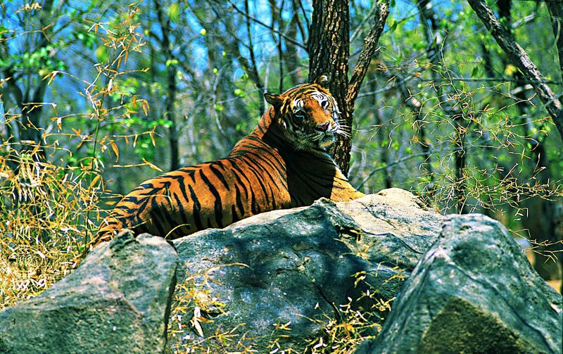 Tiger Resting on Rocks — Orange, Calm, Afternoon, Photograph, Trees