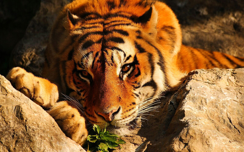 Tiger Resting on Rocks — Orange, Calm, Afternoon