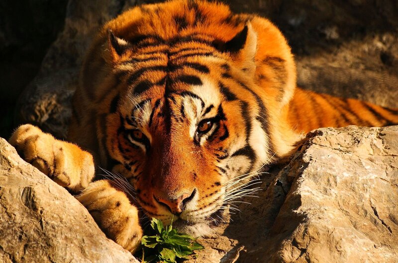 Tiger Resting on Rocks — Orange, Calm
