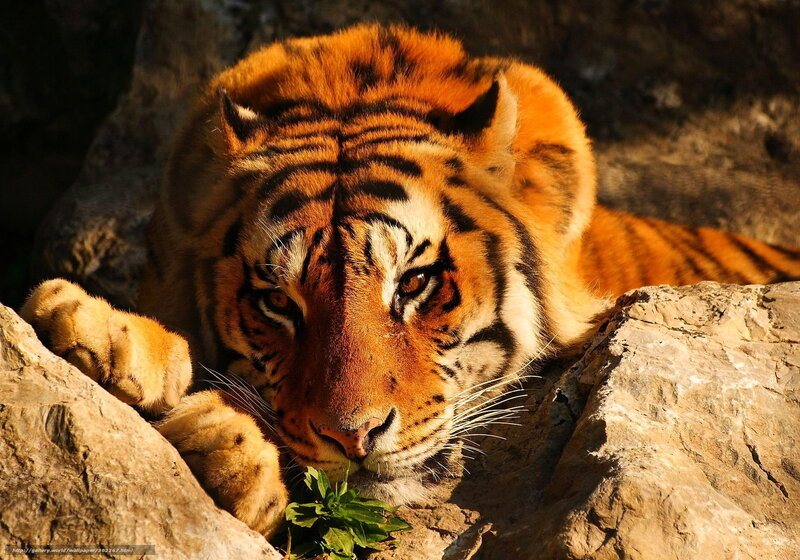 Tiger Resting on Rocks — Orange, Dramatic