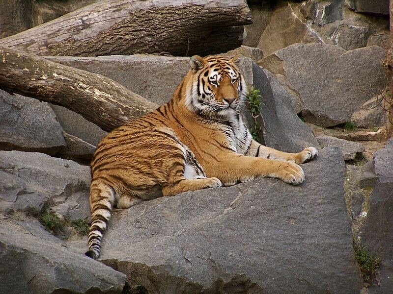 Tiger Resting on Rocks — Orange