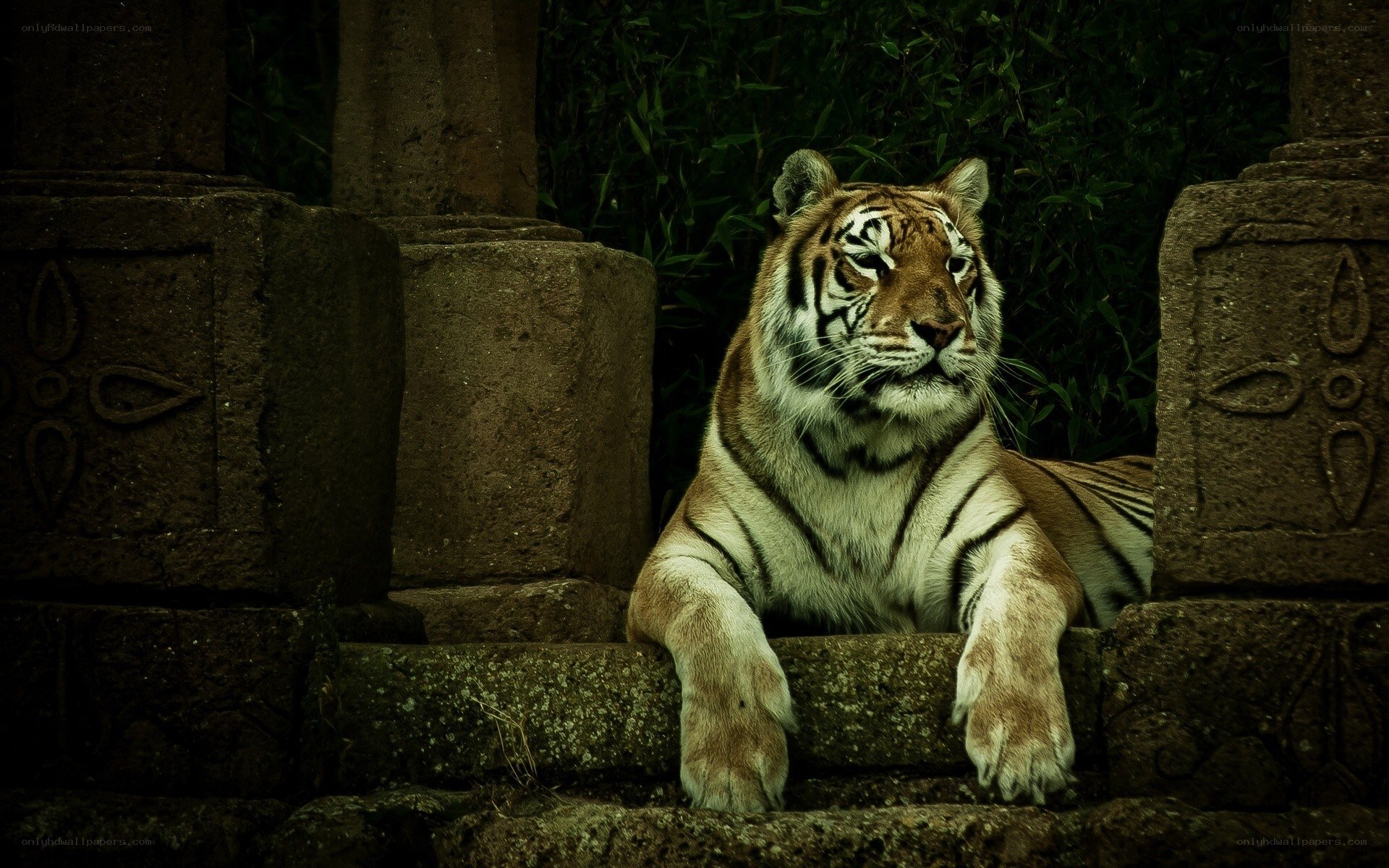 tiger resting on stone steps