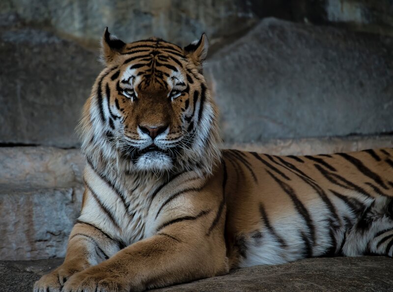 tiger resting on stone