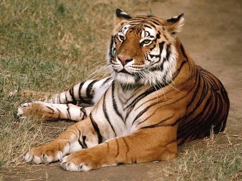 Tiger resting on the ground