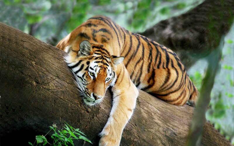 Tiger Resting on Tree