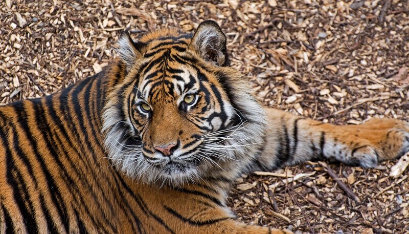 tiger resting on wood chips
