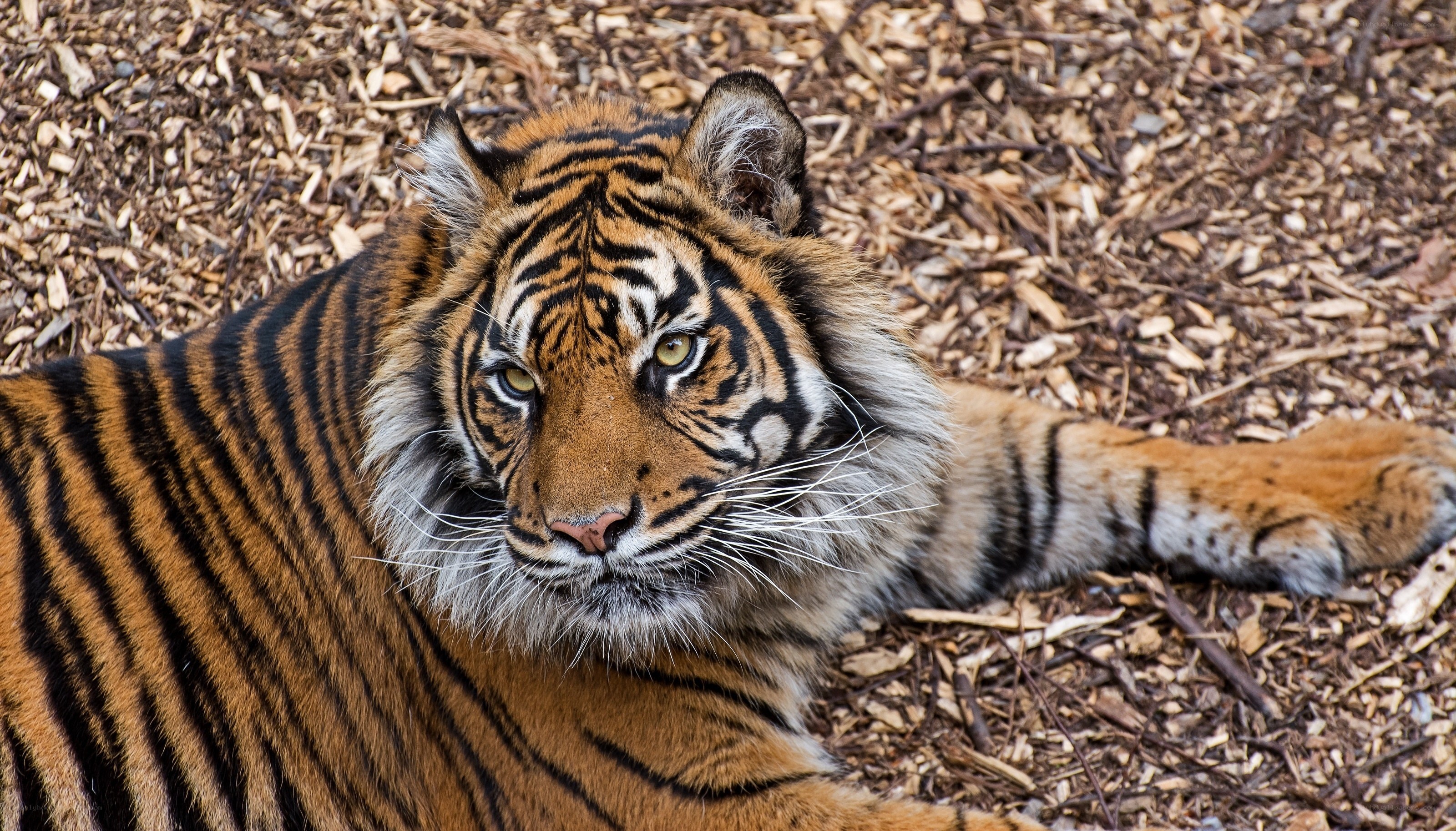 tiger resting on wood chips