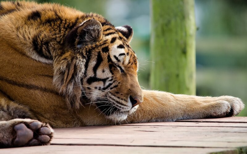 Tiger Resting on Wood — Orange, Calm, Photograph