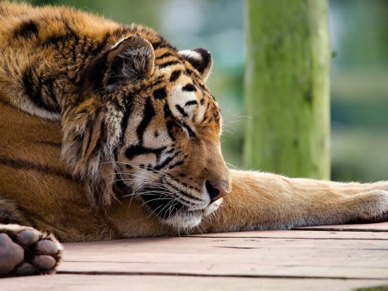 Tiger Resting on Wood — Orange, Calm