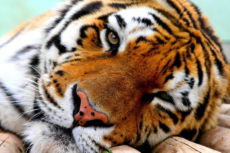 Tiger Resting on Wood — Orange