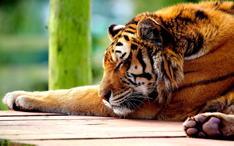 Tiger Resting on Wood