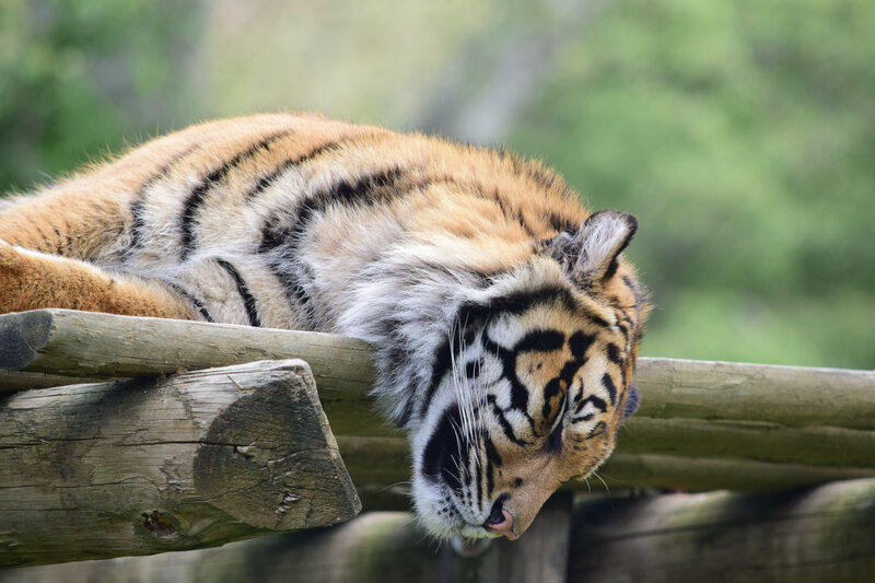 tiger resting on wooden beam