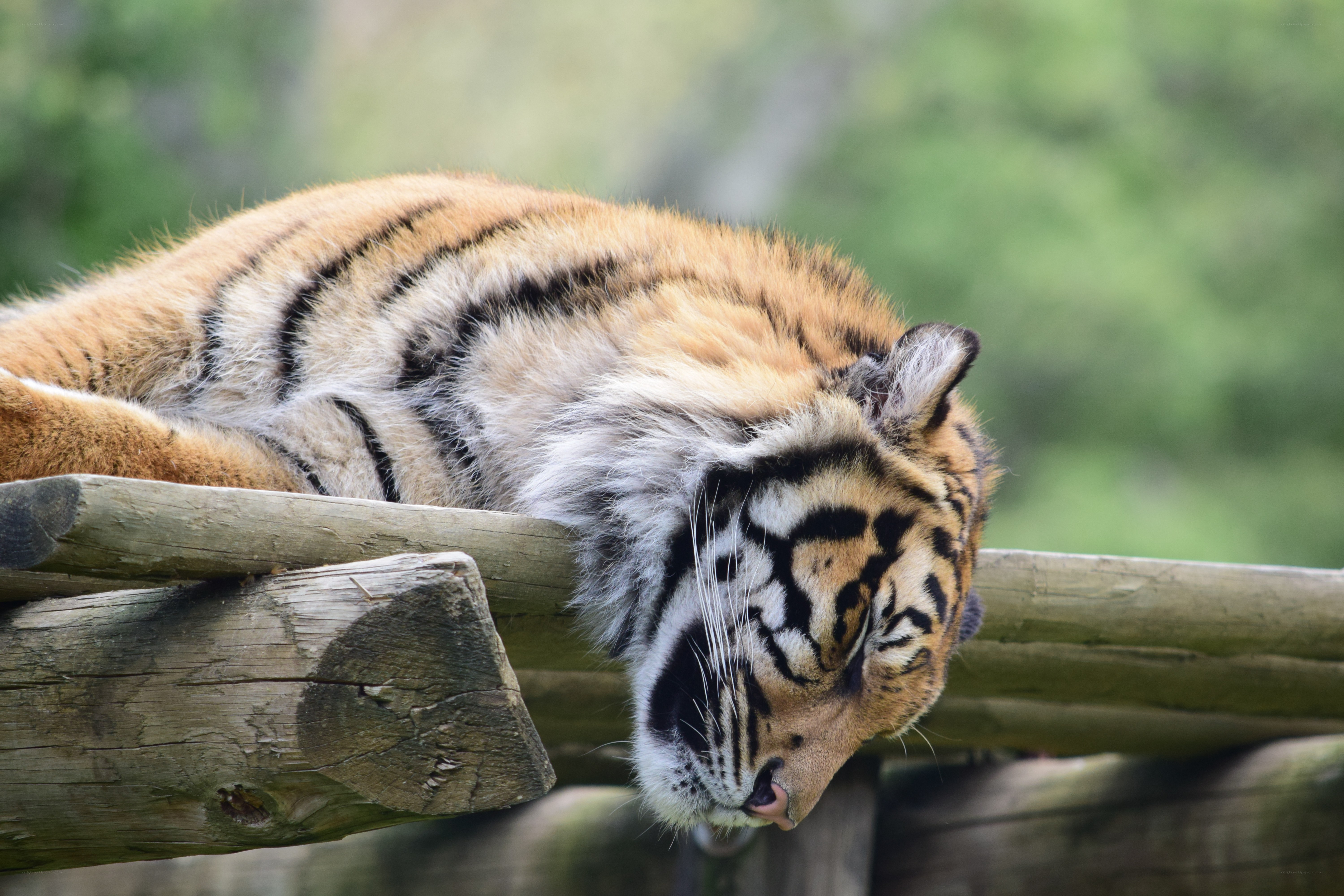 tiger resting on wooden beam