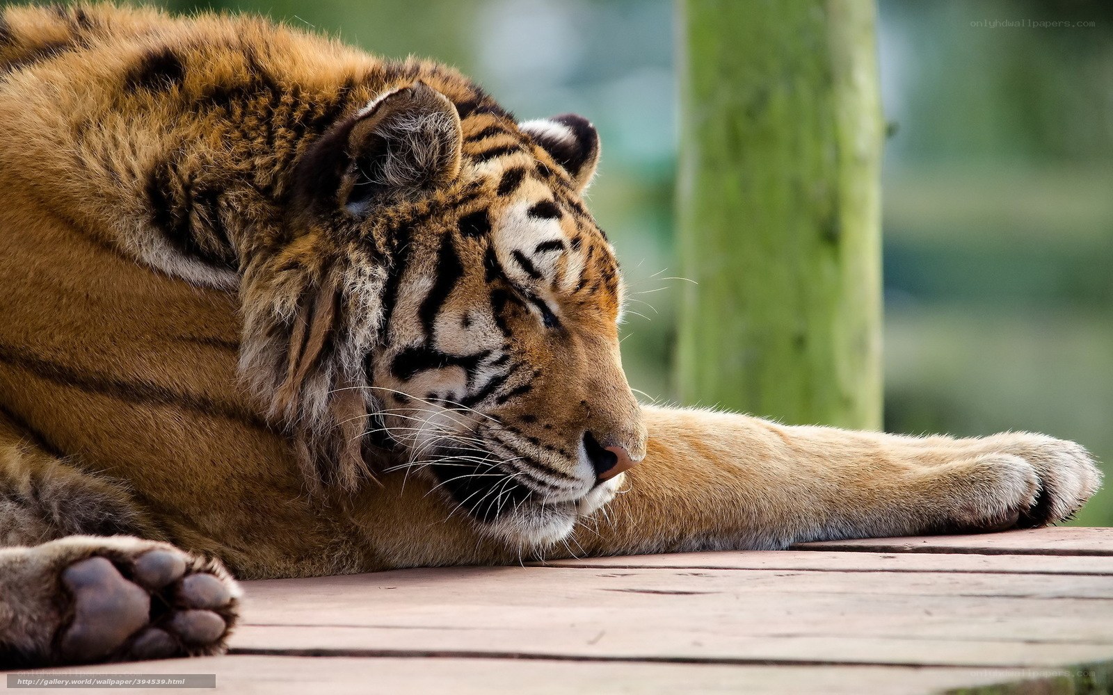 Tiger resting on wooden deck