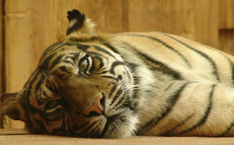 tiger resting on wooden floor