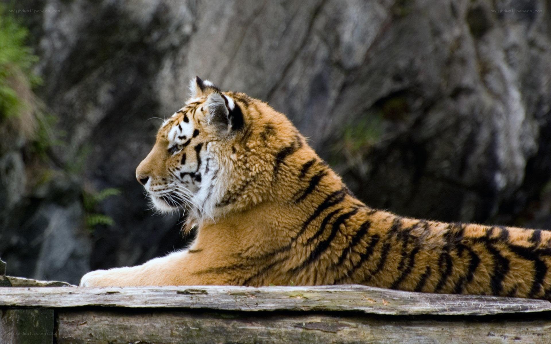 tiger resting on wooden log