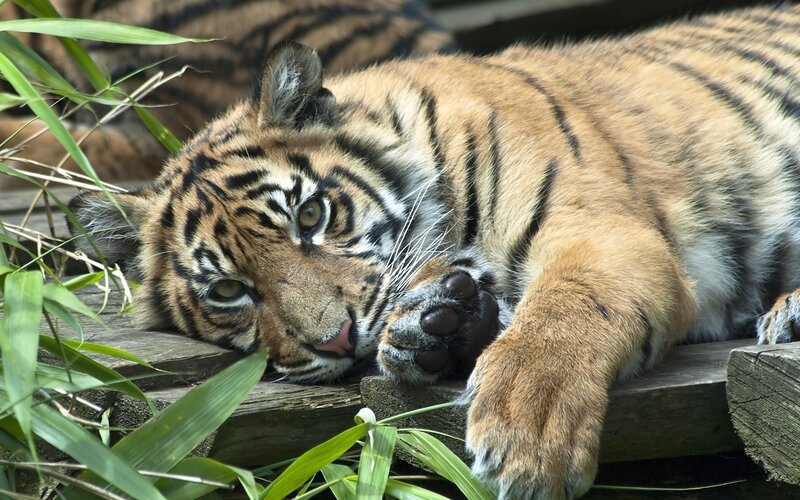tiger resting on wooden platform
