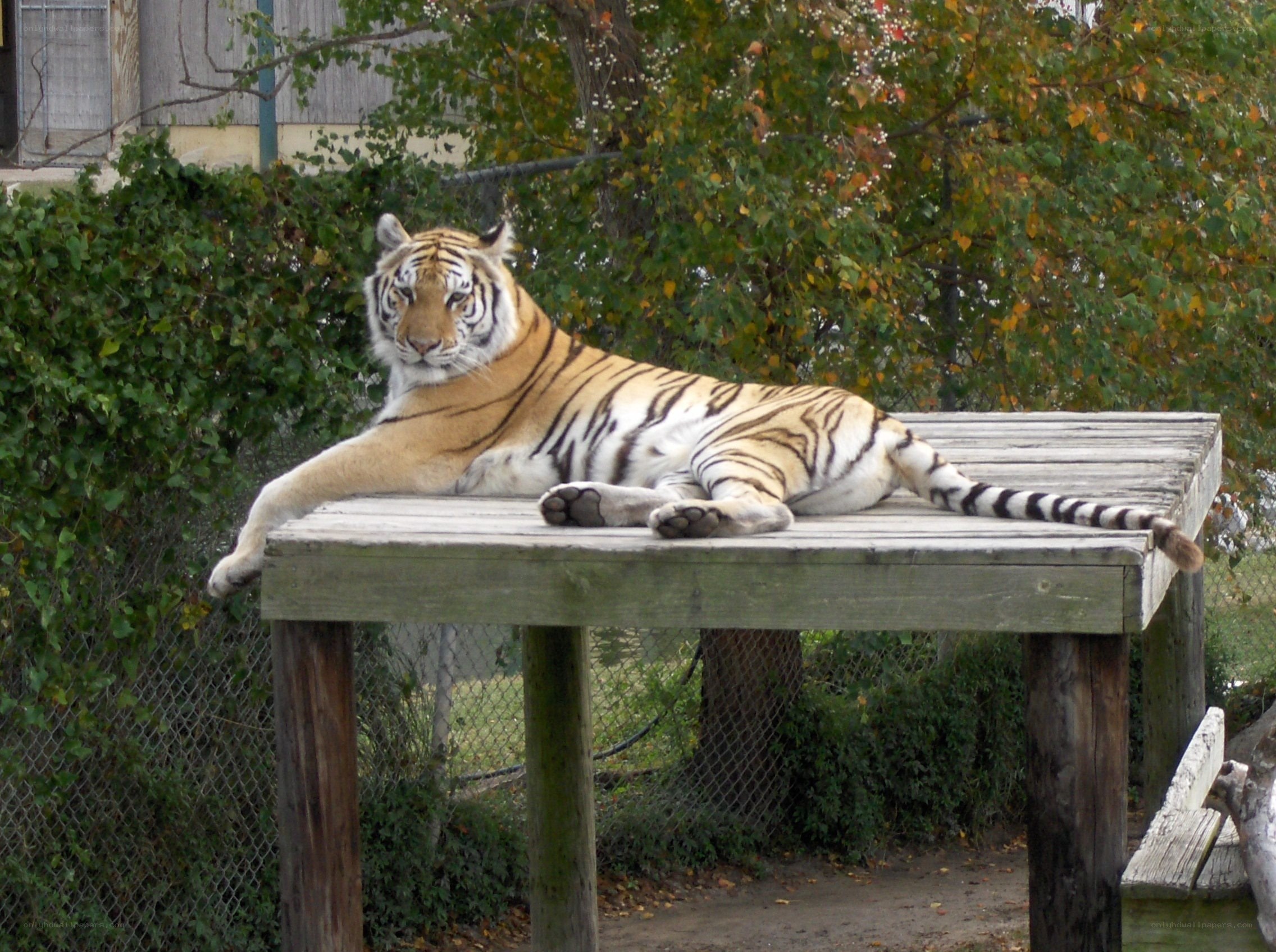 Tiger resting on wooden platform