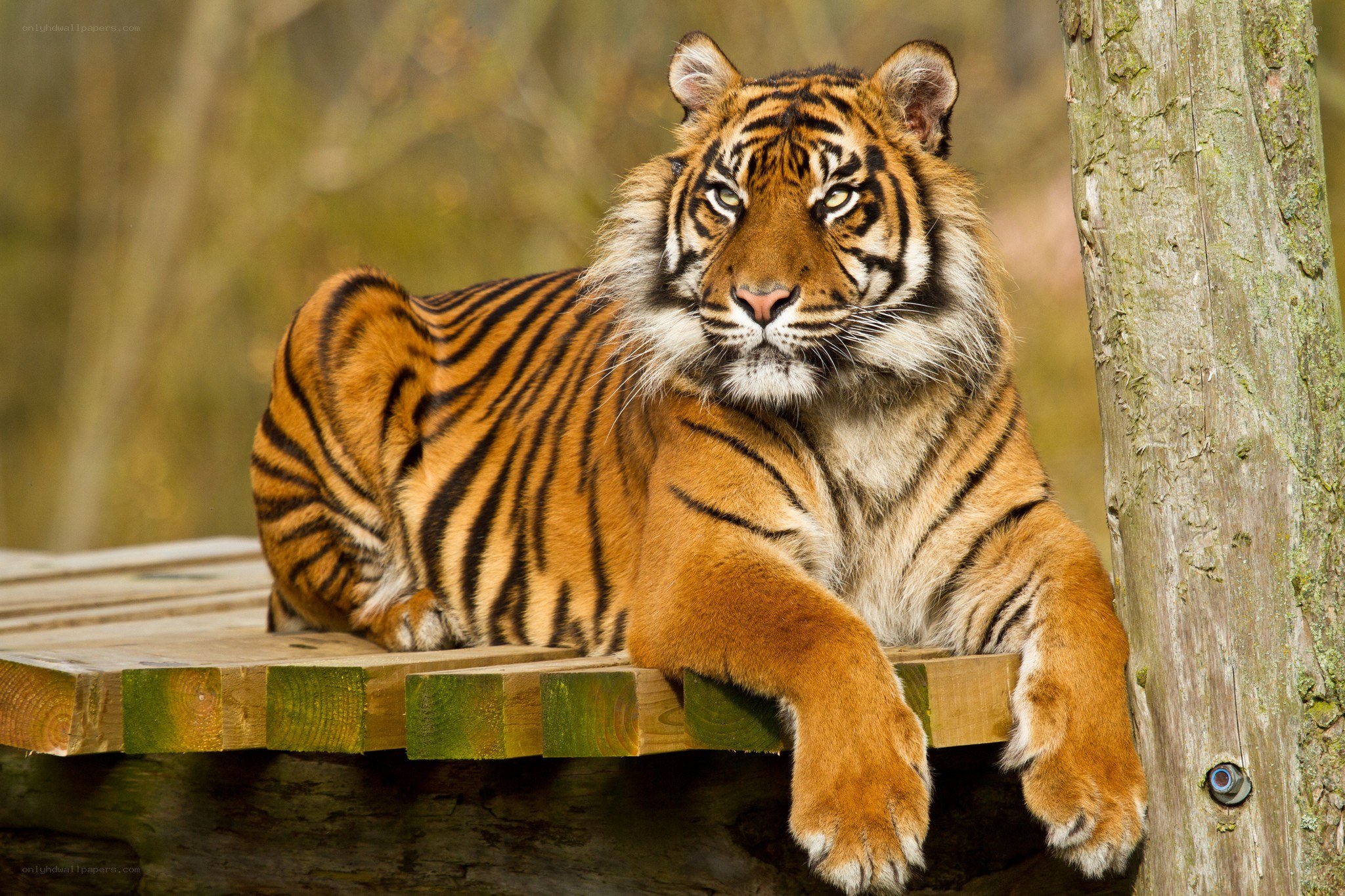 Tiger resting on wooden platform