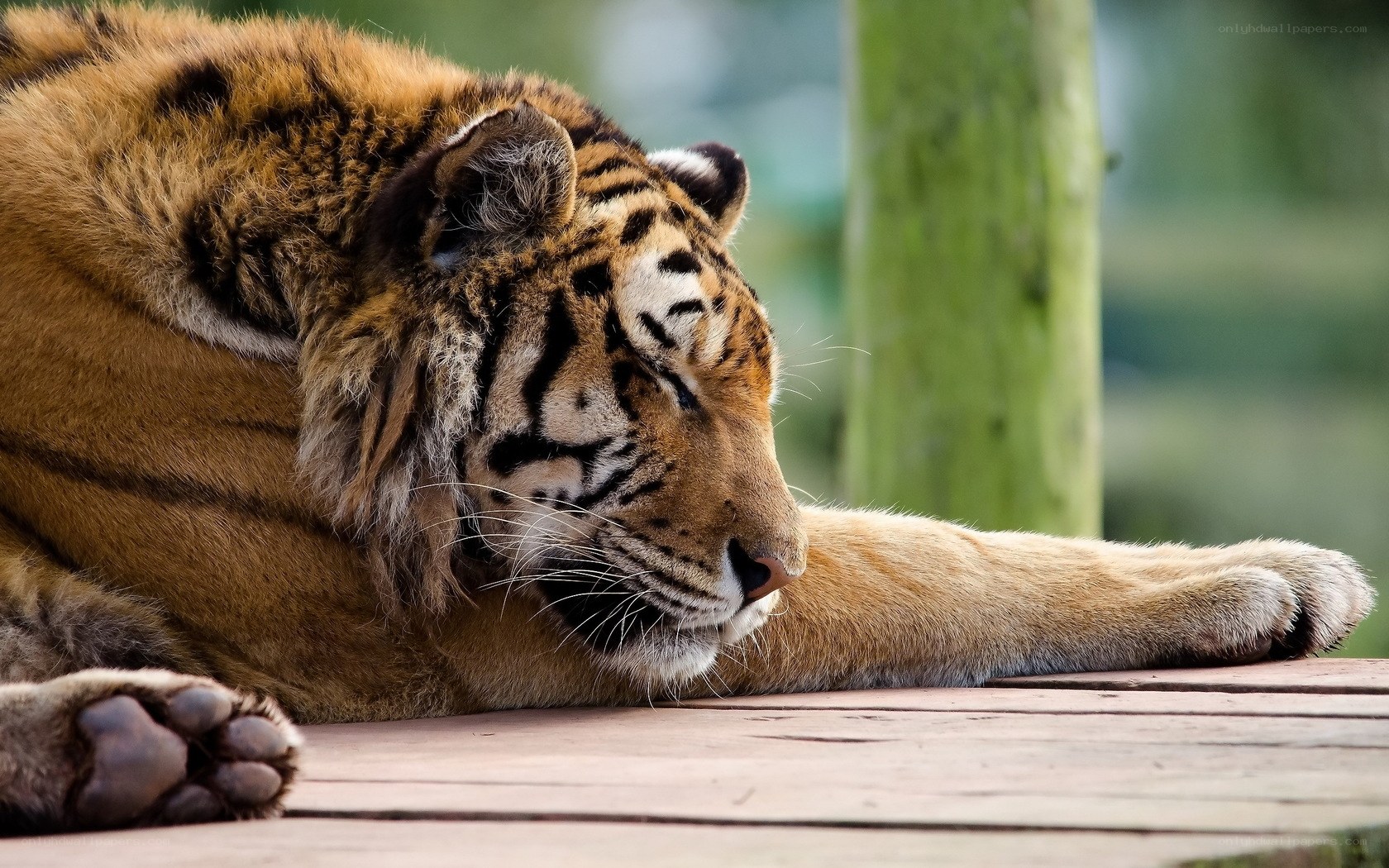 Tiger resting on wooden platform