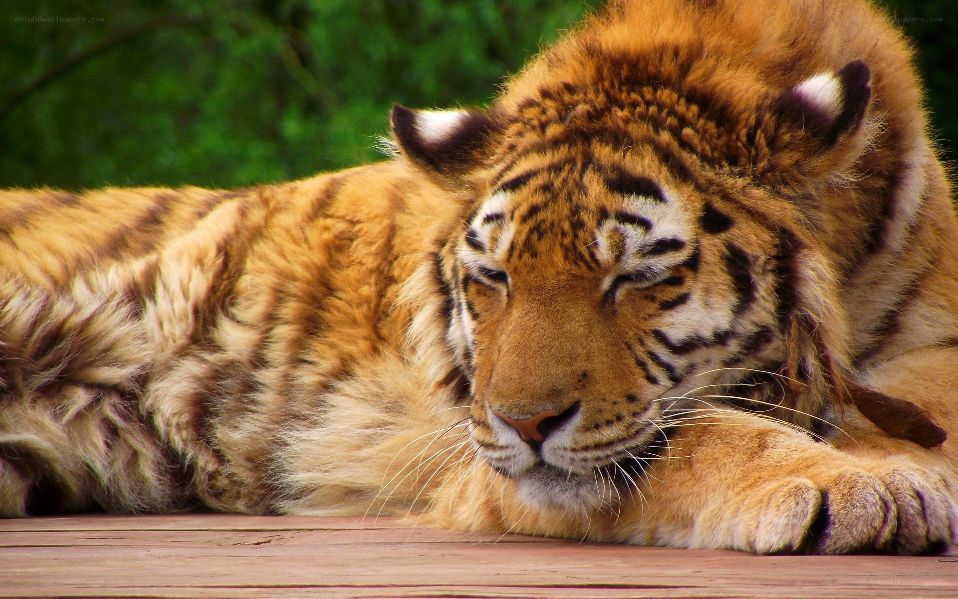 tiger resting on wooden surface
