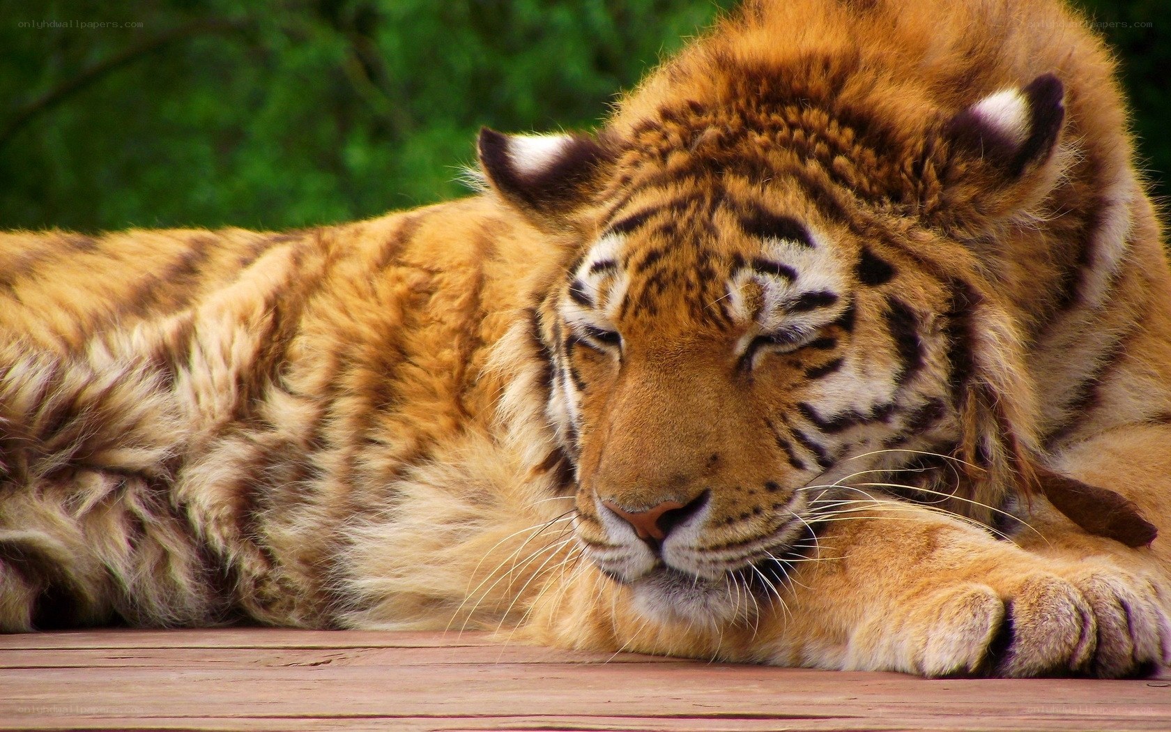 tiger resting on wooden surface