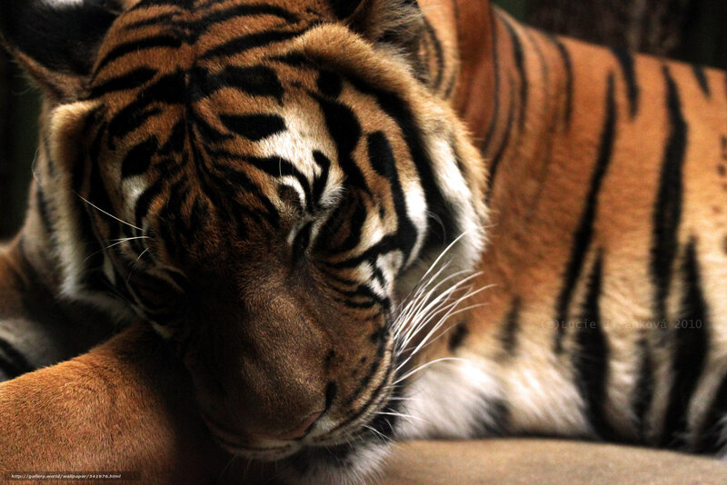 Tiger Resting — Orange, Calm, Photograph