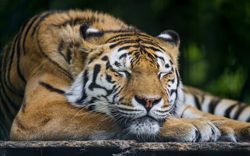 Tiger Resting — Orange, Calm