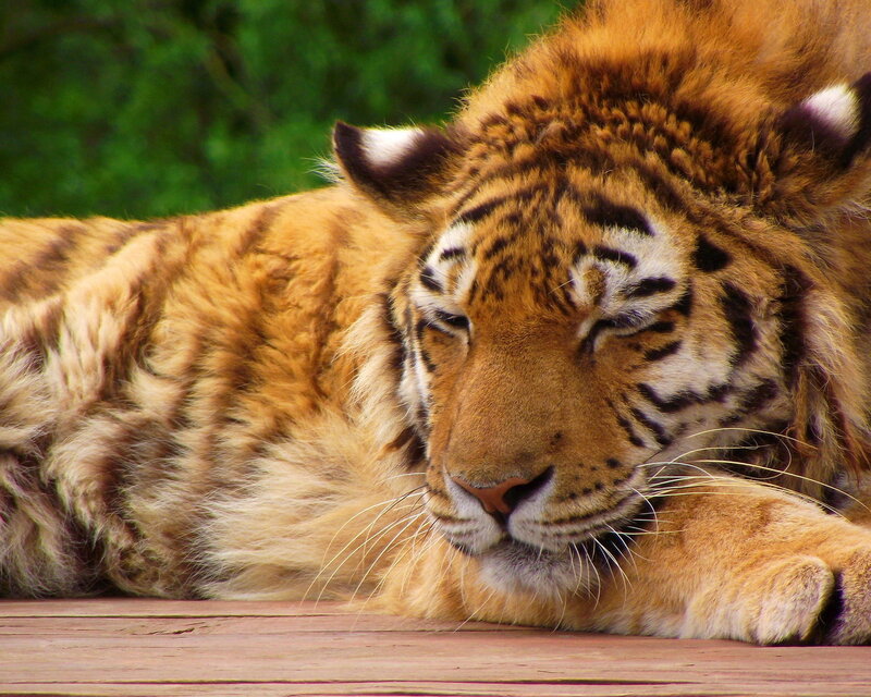 Tiger Resting — Orange