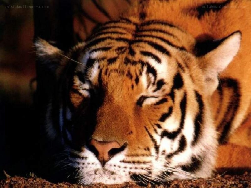 tiger resting peacefully