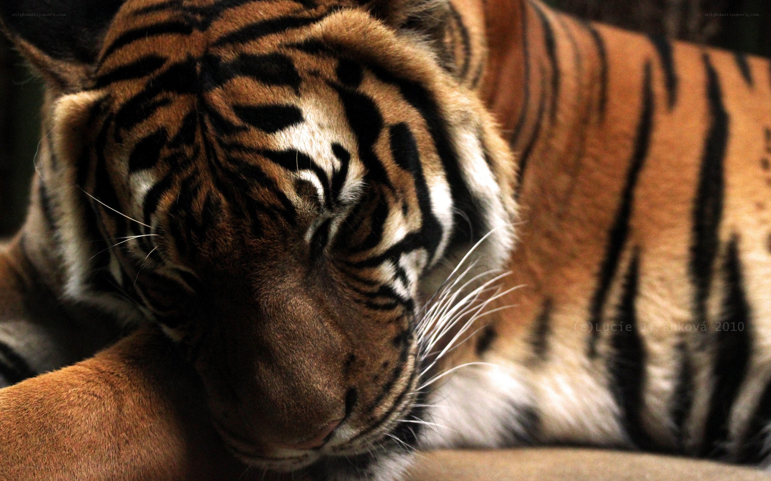 tiger resting peacefully