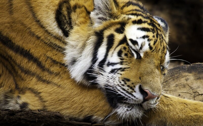 tiger resting peacefully