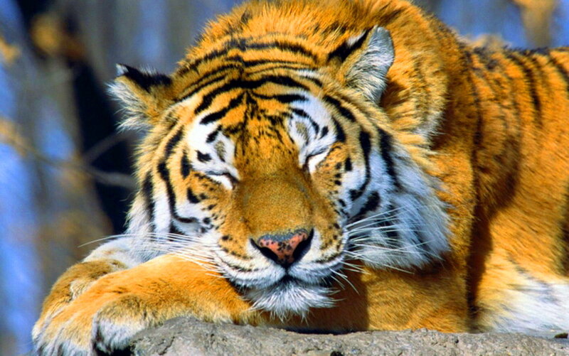 Tiger Resting