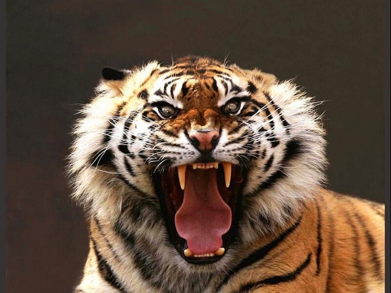 tiger roaring aggressively