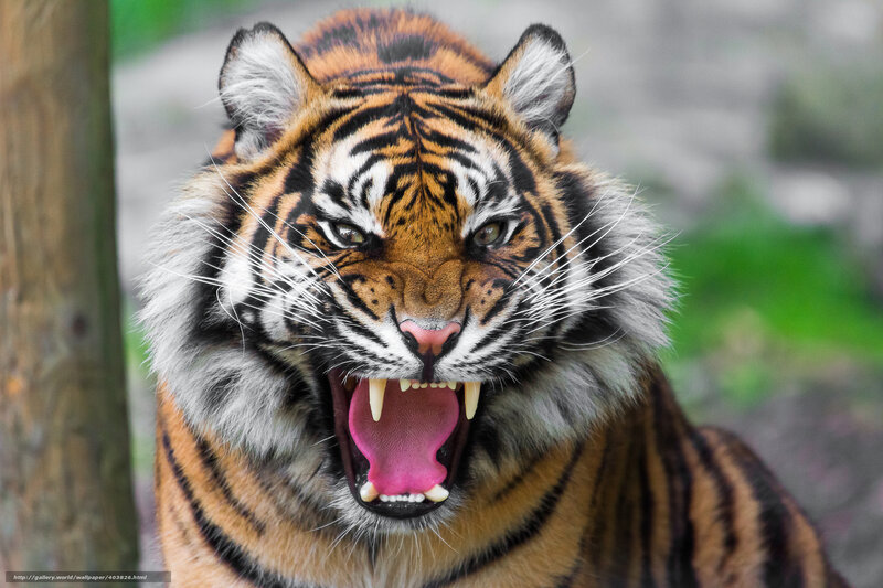 tiger roaring at camera