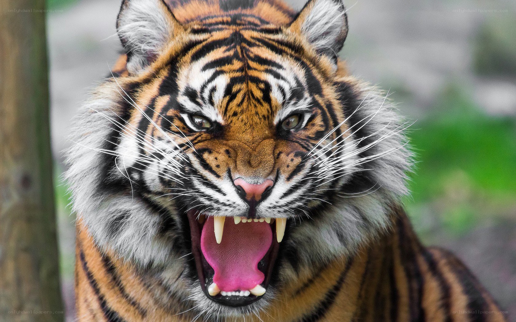 tiger roaring at camera