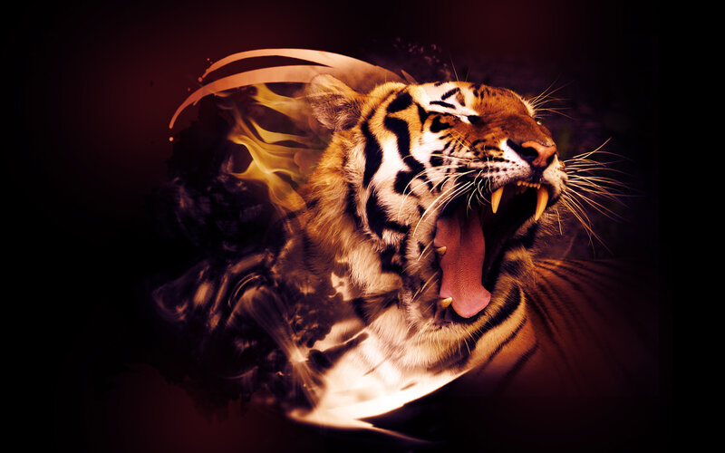Tiger Roaring — Black, Dramatic