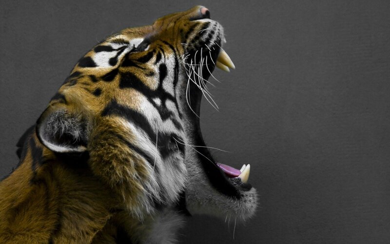 tiger roaring in anger