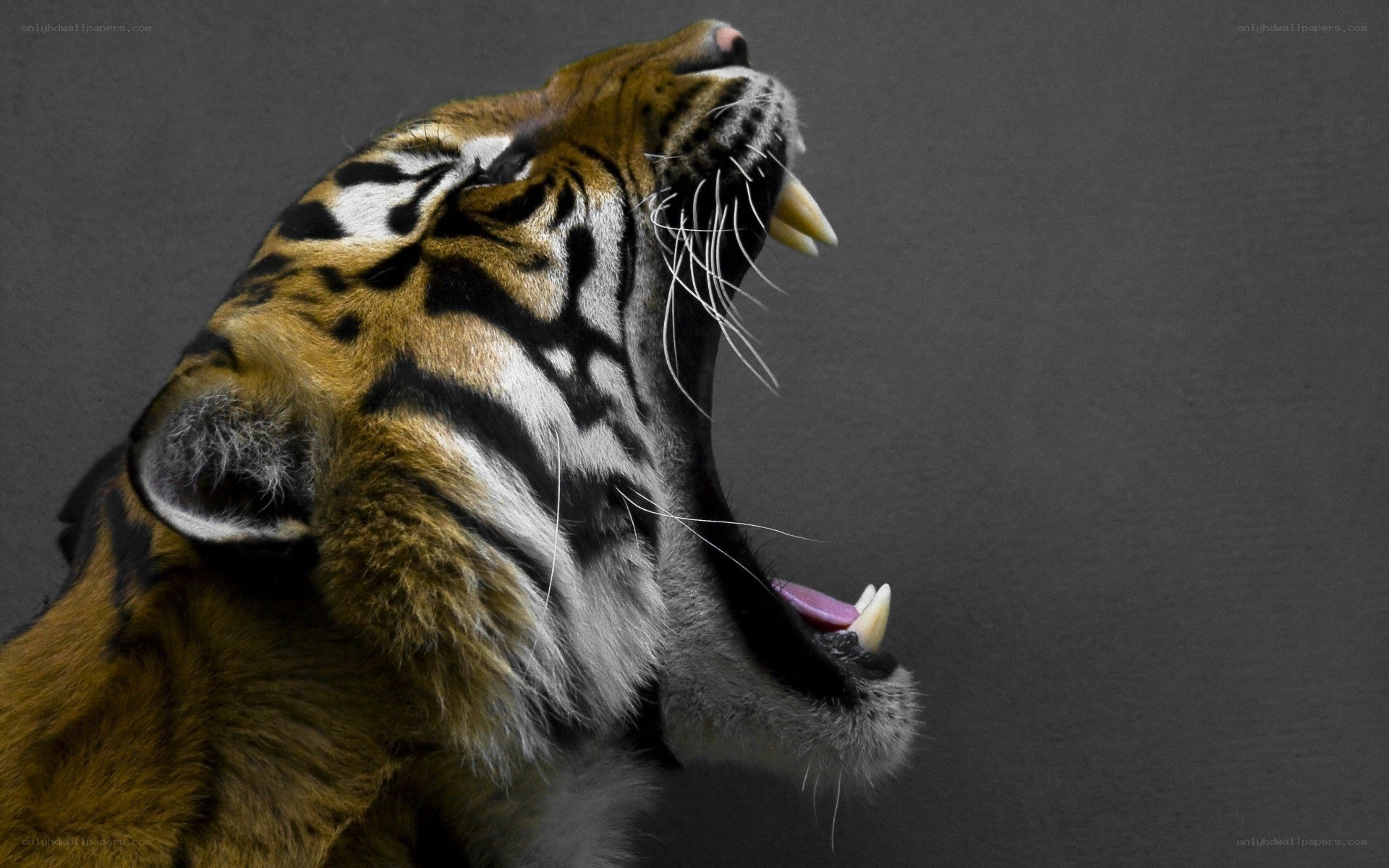tiger roaring in anger