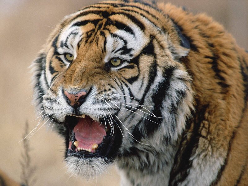tiger roaring in close-up