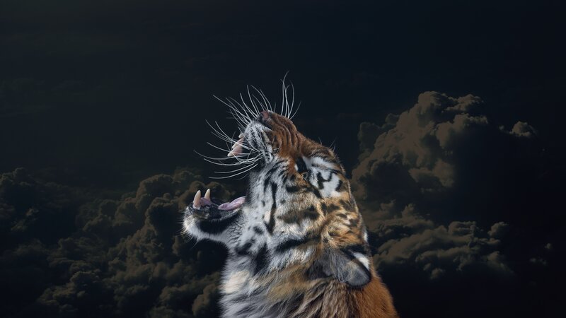 Tiger Roaring in Clouds