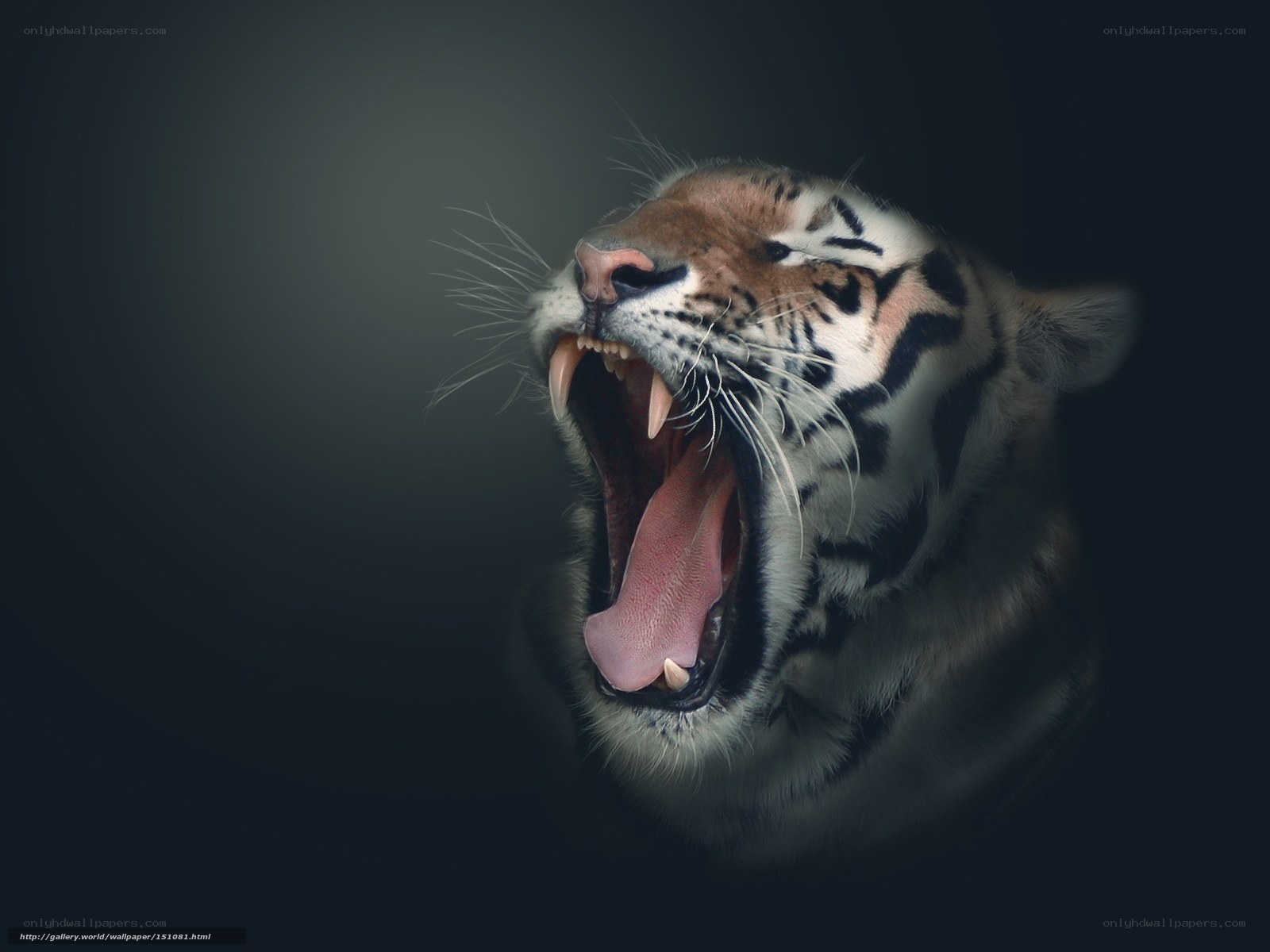 tiger roaring in darkness