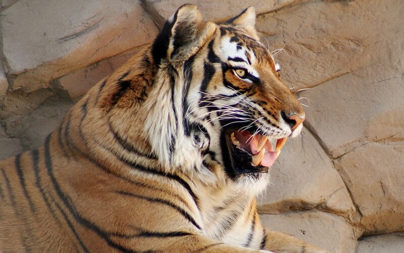 tiger roaring in enclosure