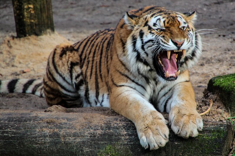 tiger roaring in enclosure