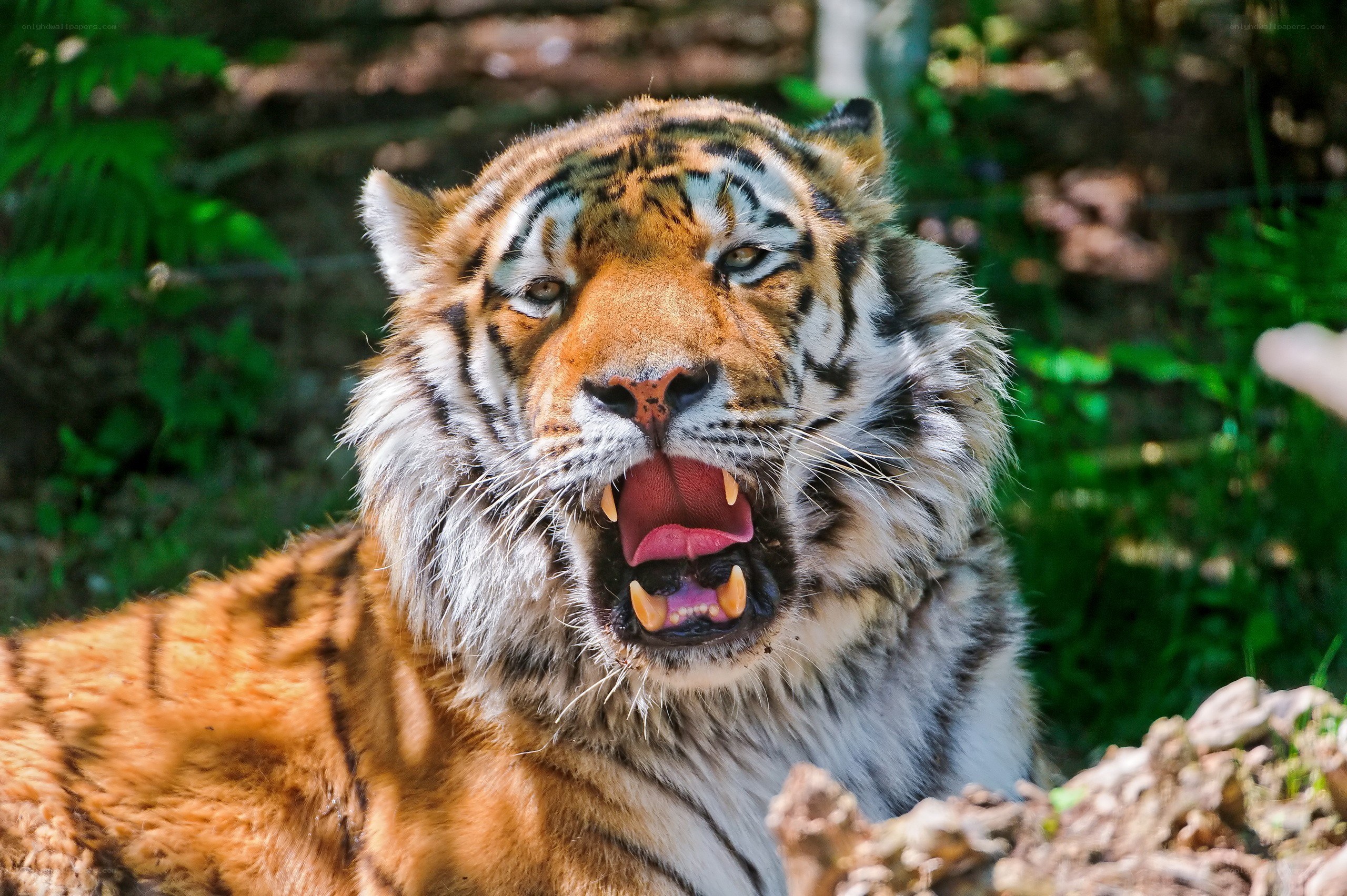 tiger roaring in forest