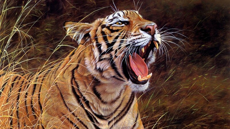 Tiger Roaring in Grass — Orange, Dramatic