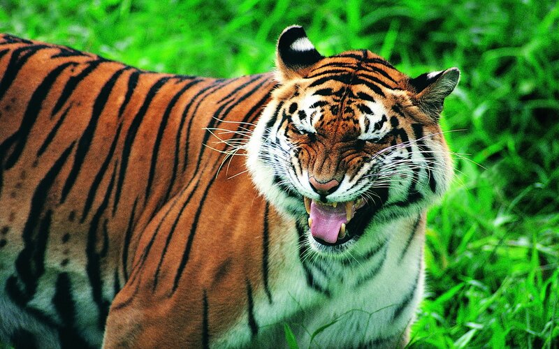 tiger roaring in grass