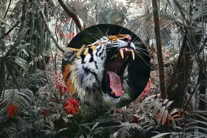 Tiger Roaring in Jungle — Black