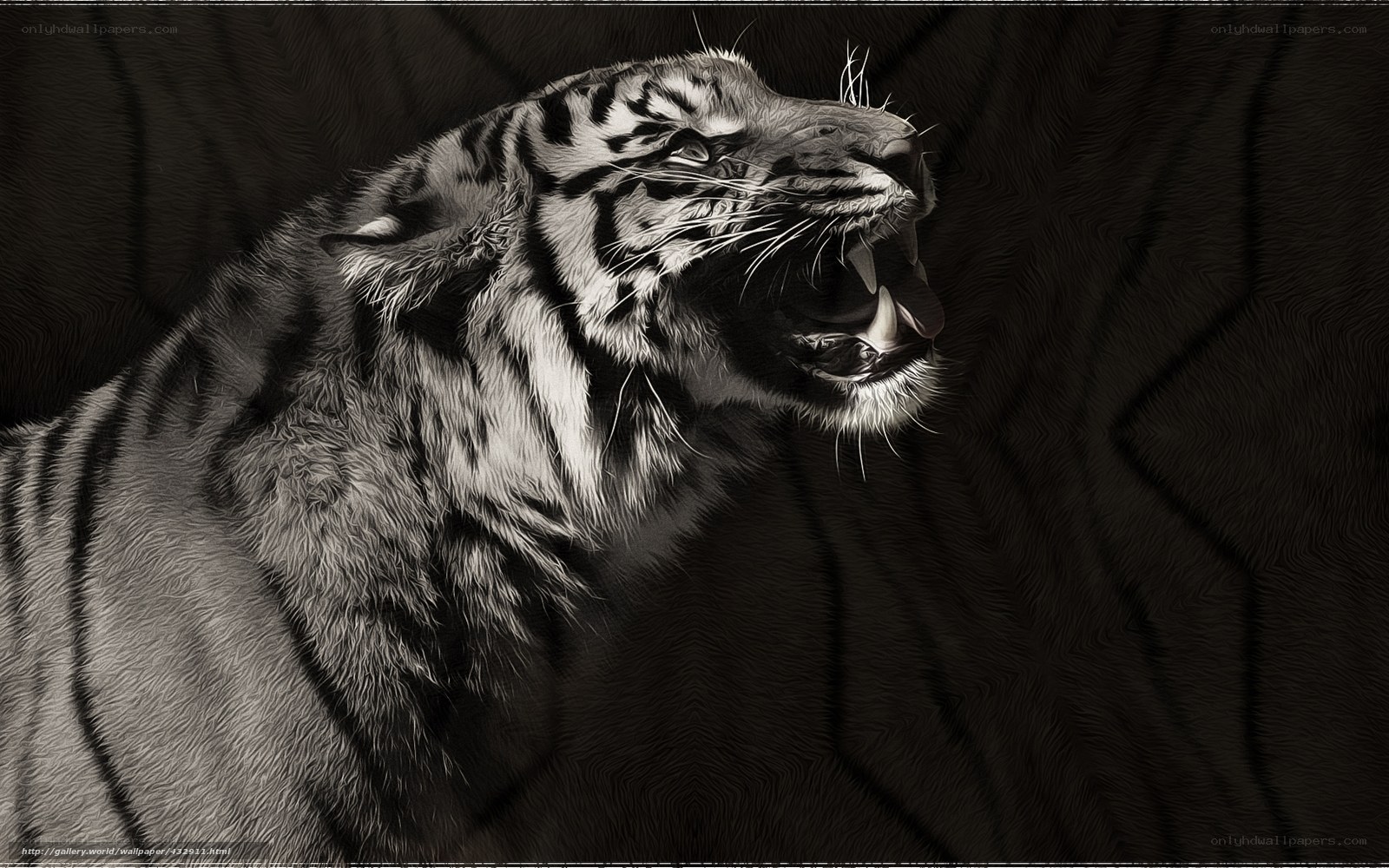 tiger roaring in monochrome